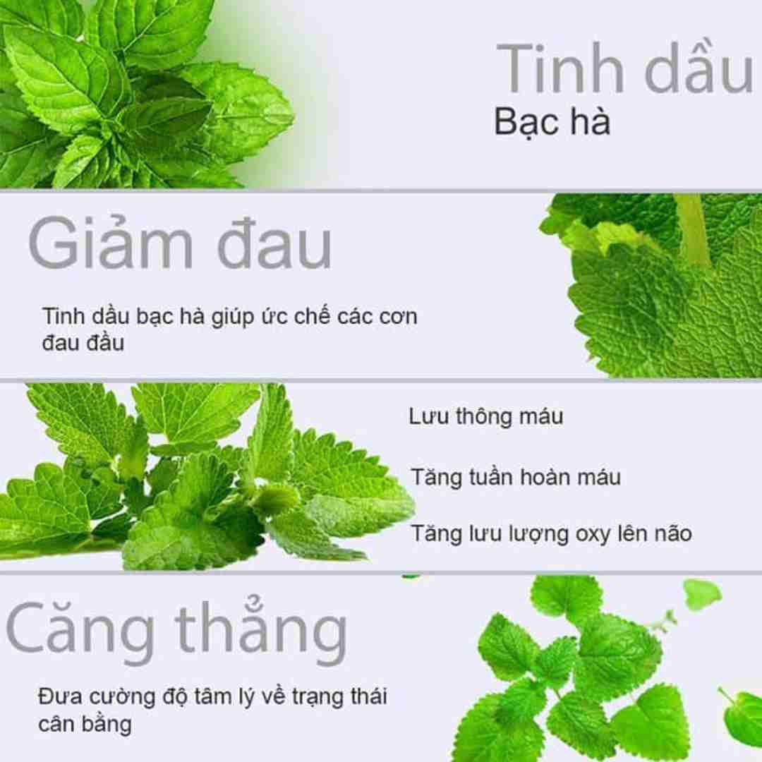 Công dụng của bạc hà độc đáo trong chữa trị