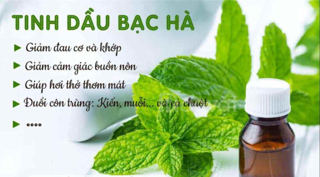 Bài thuốc chữa bệnh hàng đầu của tinh dầu 