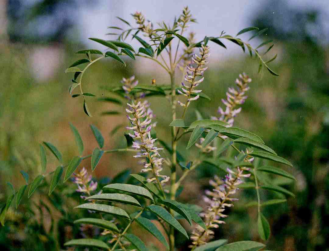 Cam thảo nhẵn lung linh dưới nắng mai