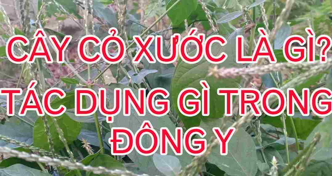 Tác dụng trong đông y đối với loài cỏ này