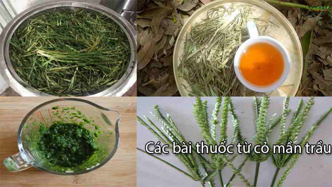 Mần trầu là dược thảo lành tính 