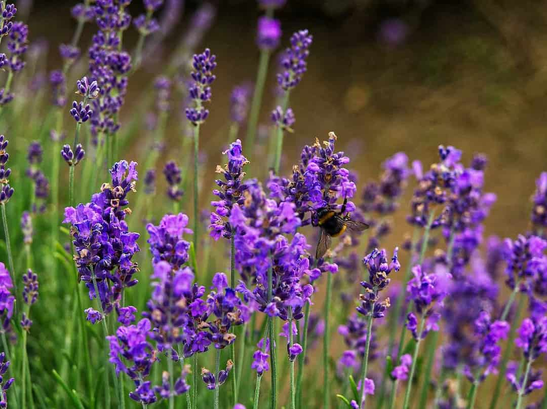 Lưu ý về hoa Lavender