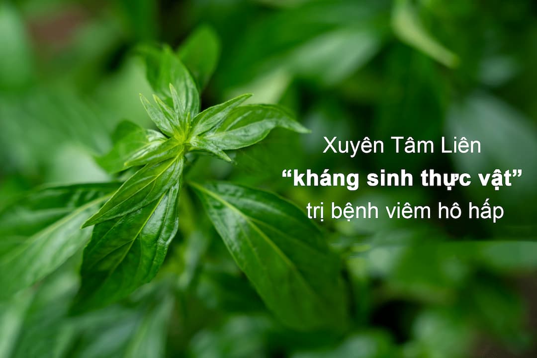 Xuyên tâm liên có các tác dụng phụ