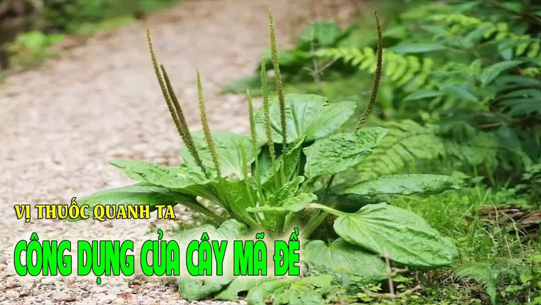 Đặc điểm cây mã đề