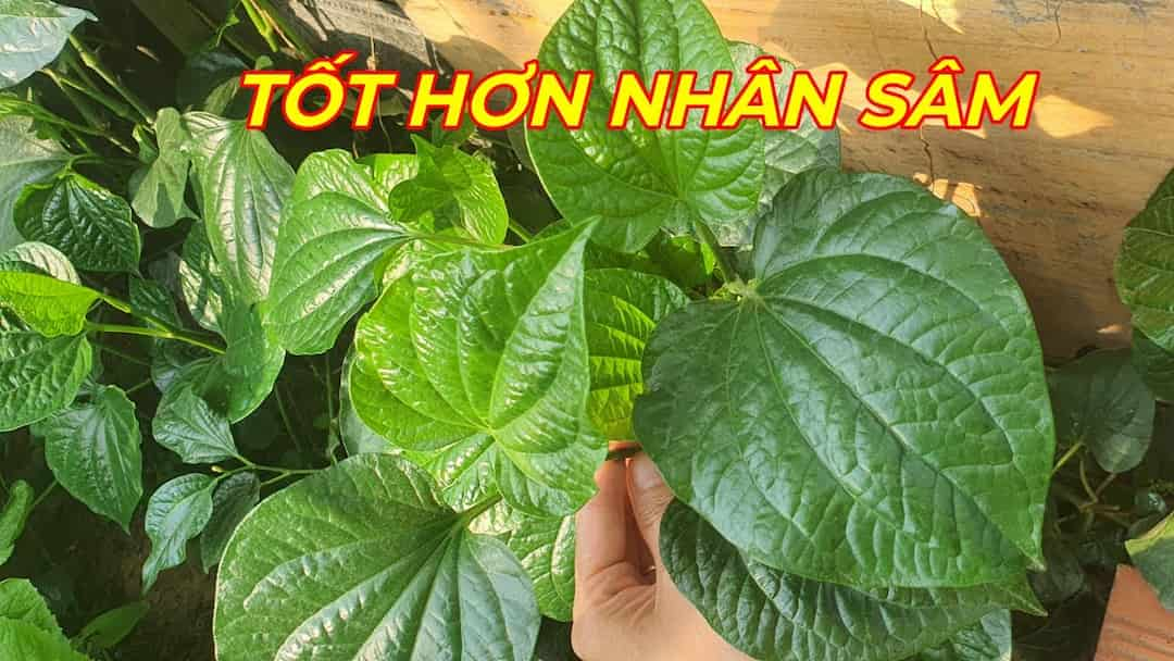 Cách chữa mồ hôi trộm bằng lá lốt cho trẻ sơ sinh